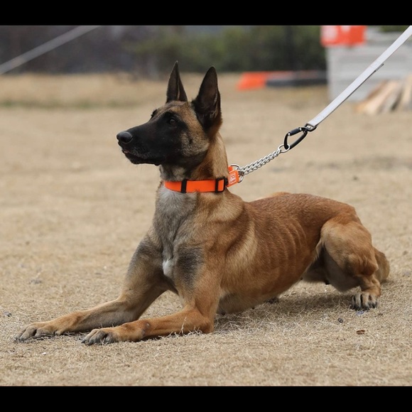 Training Collar - Picture 6 of 6